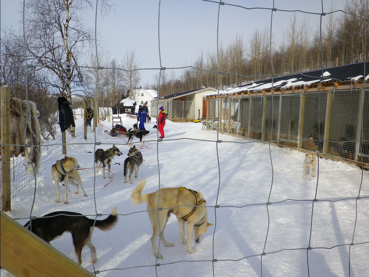 Dogs sledge07